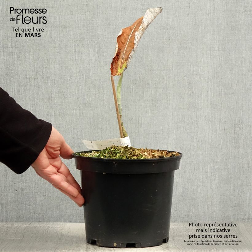 Exemplar von Magnolia macrophylla subsp. ashei - Ashe Magnolie Topf mit 4L/5L wie im Frühjahr geliefert