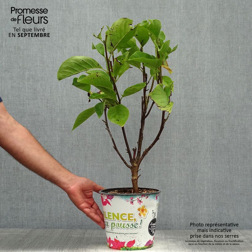 Exemplar von Magnolia Manchu Fan - Magnolie Topf mit 4L/5L wie im Herbst geliefert