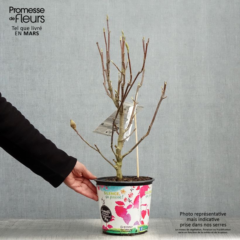 Example of Magnolia Manchu Fan - Magnolie Topf mit 4L/5L as you get in printemps