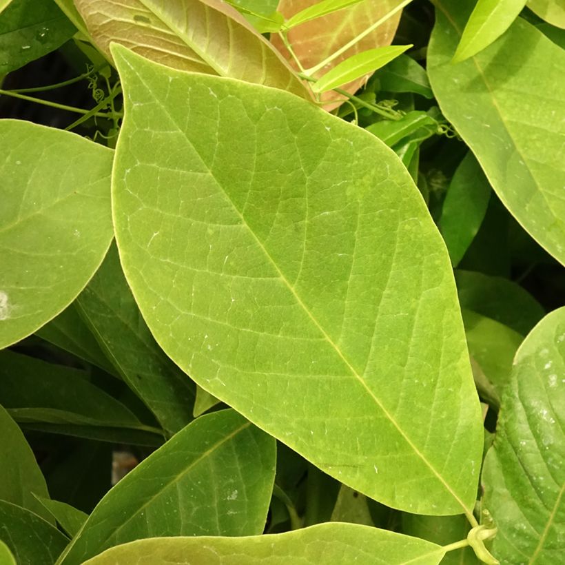 Magnolia Manchu Fan - Magnolie (Foliage)