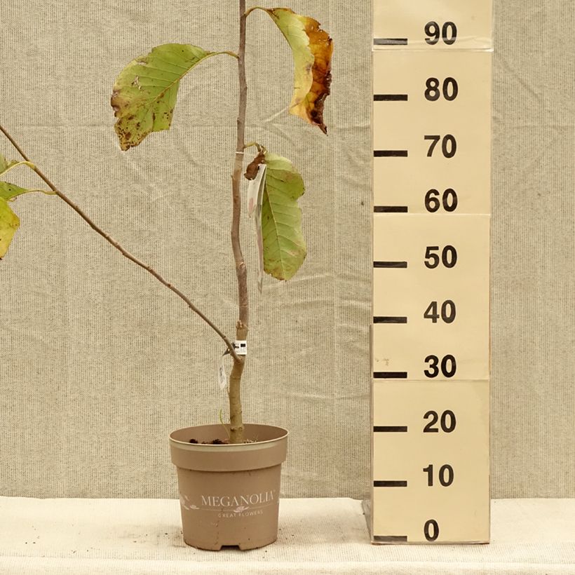 Exemplar von Magnolia Meganolia Pot de 4L/5L wie im Herbst geliefert