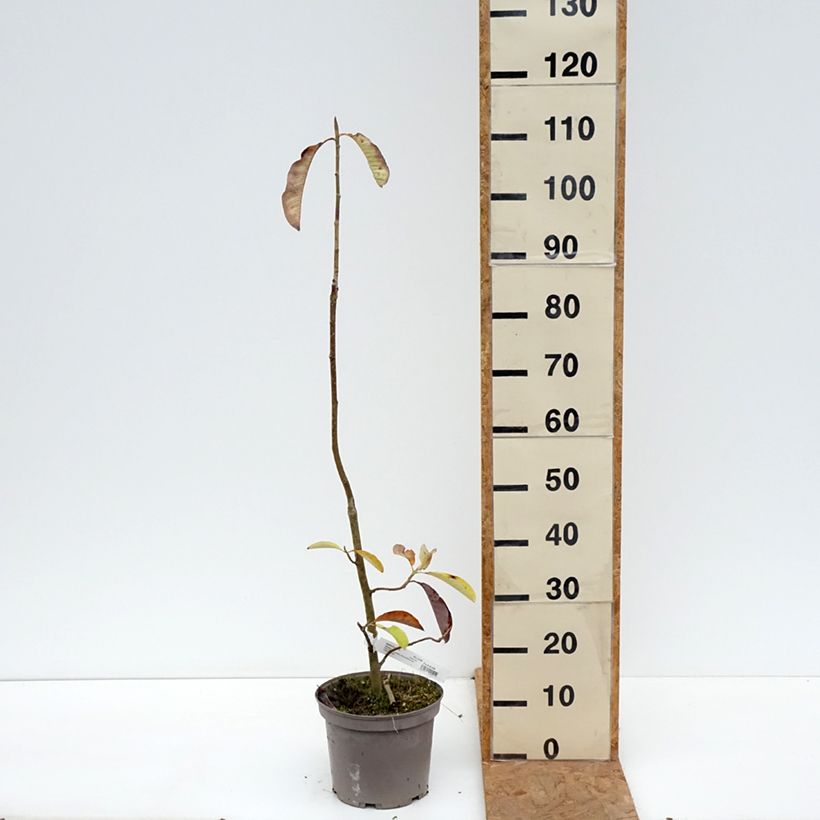Exemplar von Magnolia officinalis - Arznei-Magnolie Topf mit 4L/5L wie im Herbst geliefert