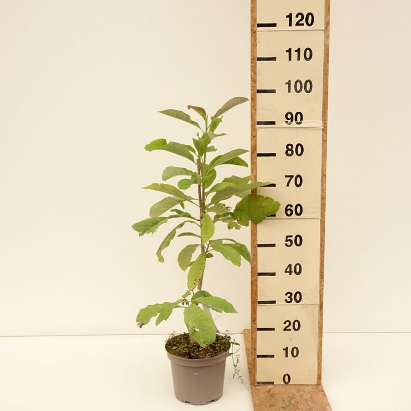Exemplar von Magnolia officinalis - Arznei-Magnolie Topf mit 4L/5L wie im Sommer geliefert