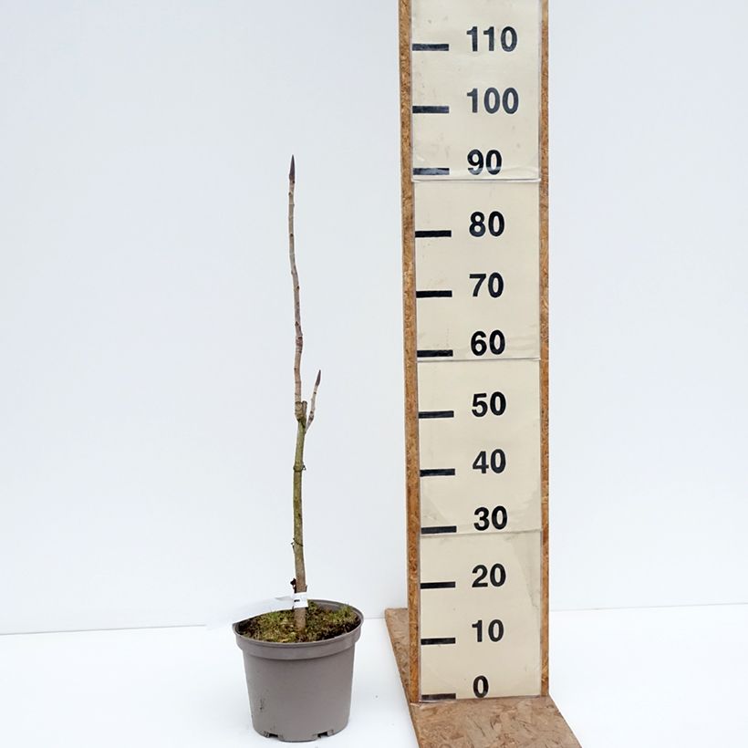 Example of Magnolia officinalis - Arznei-Magnolie Topf mit 4L/5L as you get in hiver