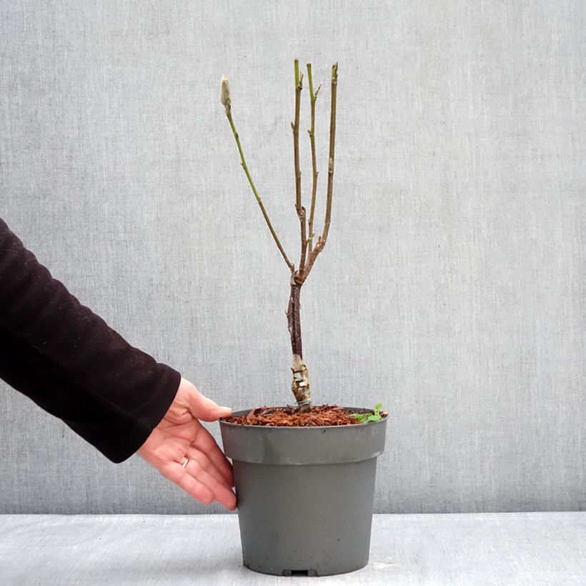 Example of Magnolia Pink Pyramid - Magnolie Topf mit 3L/4L as you get in hiver