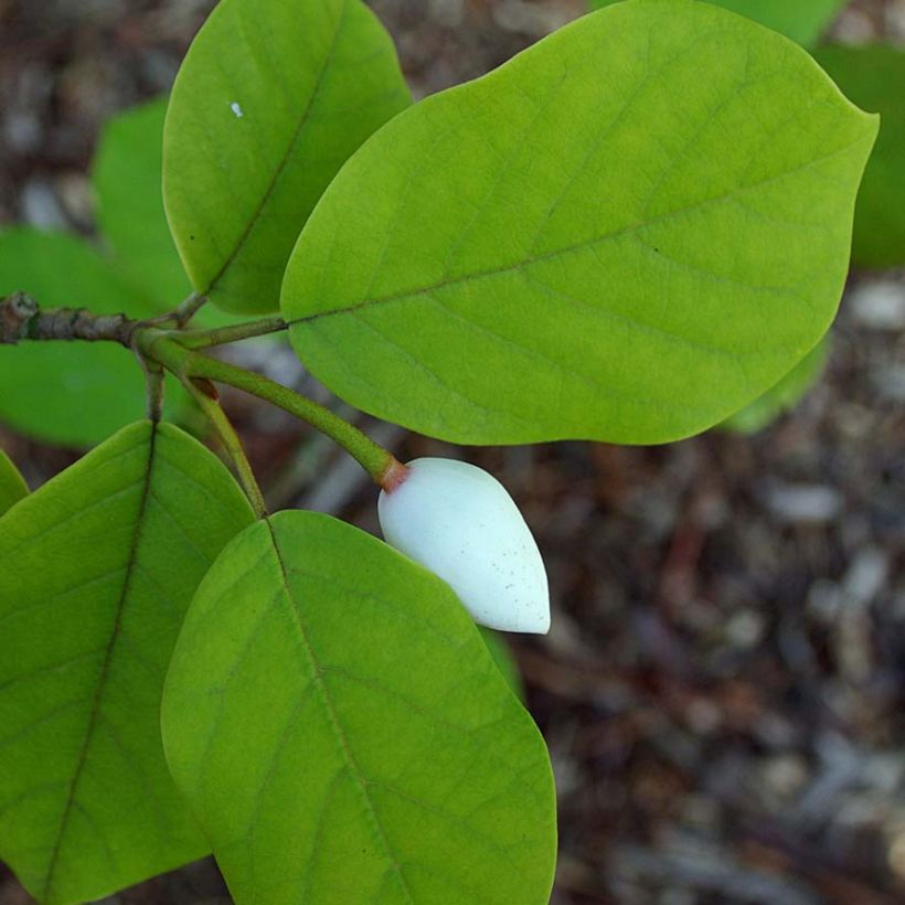 Magnolia sieboldii - Sommer-Magnolie (Foliage)