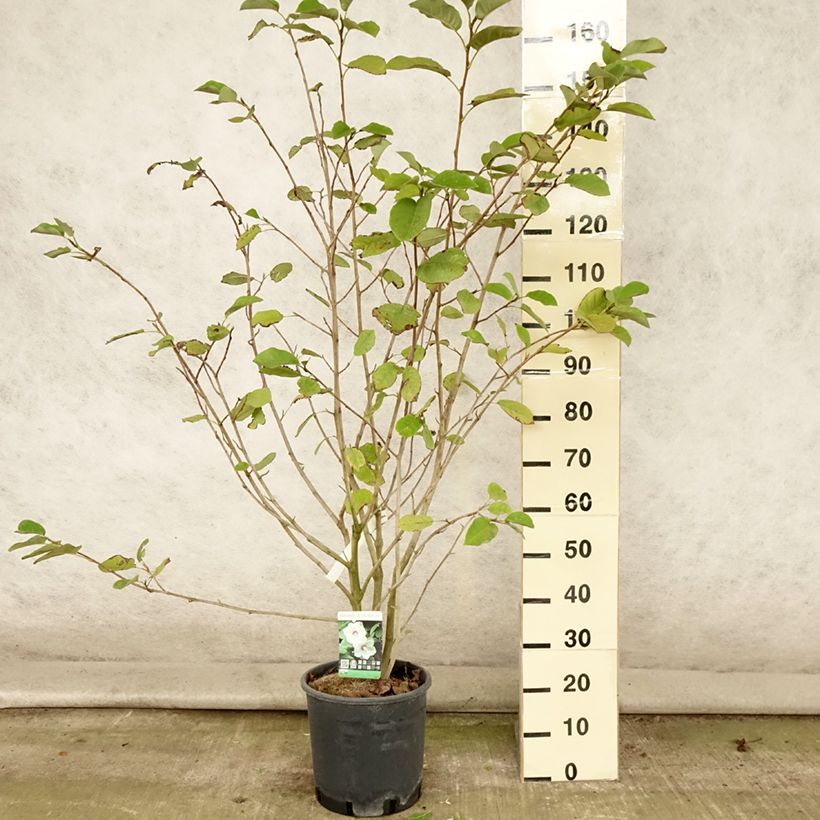 Exemplar von Magnolia sieboldii - Sommer-Magnolie Topf mit 12L/15L wie im Sommer geliefert