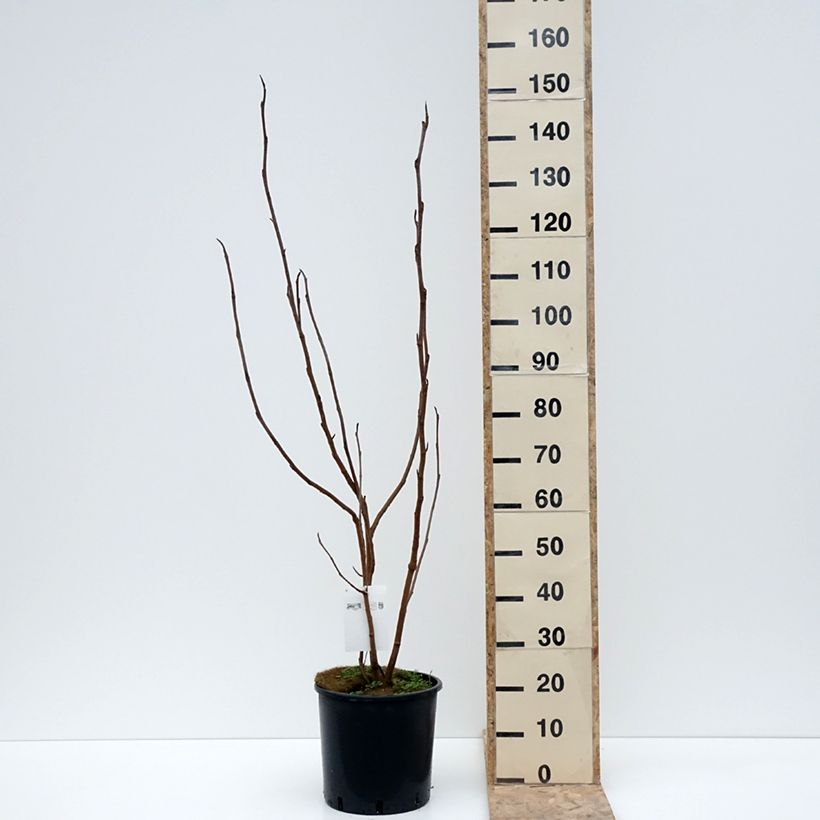 Exemplar von Magnolia sieboldii - Sommer-Magnolie Topf mit 12L/15L wie im Winter geliefert