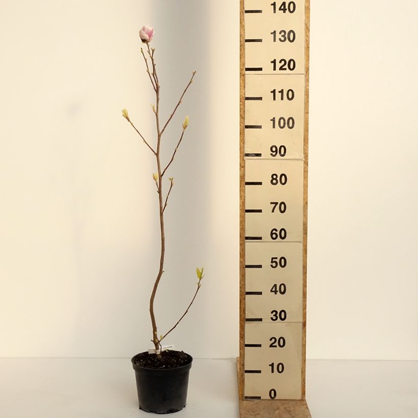 Exemplar von Magnolia soulangeana Rustica Rubra - Tulpen-Magnolie Topf mit 3L/4L wie im Frühjahr geliefert