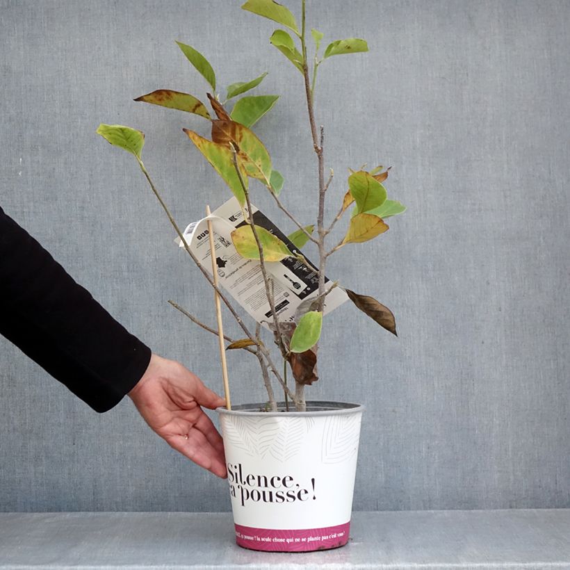 Exemplar von Magnolia soulangeana Rustica Rubra - Tulpen-Magnolie Topf mit 3L/4L wie im Herbst geliefert