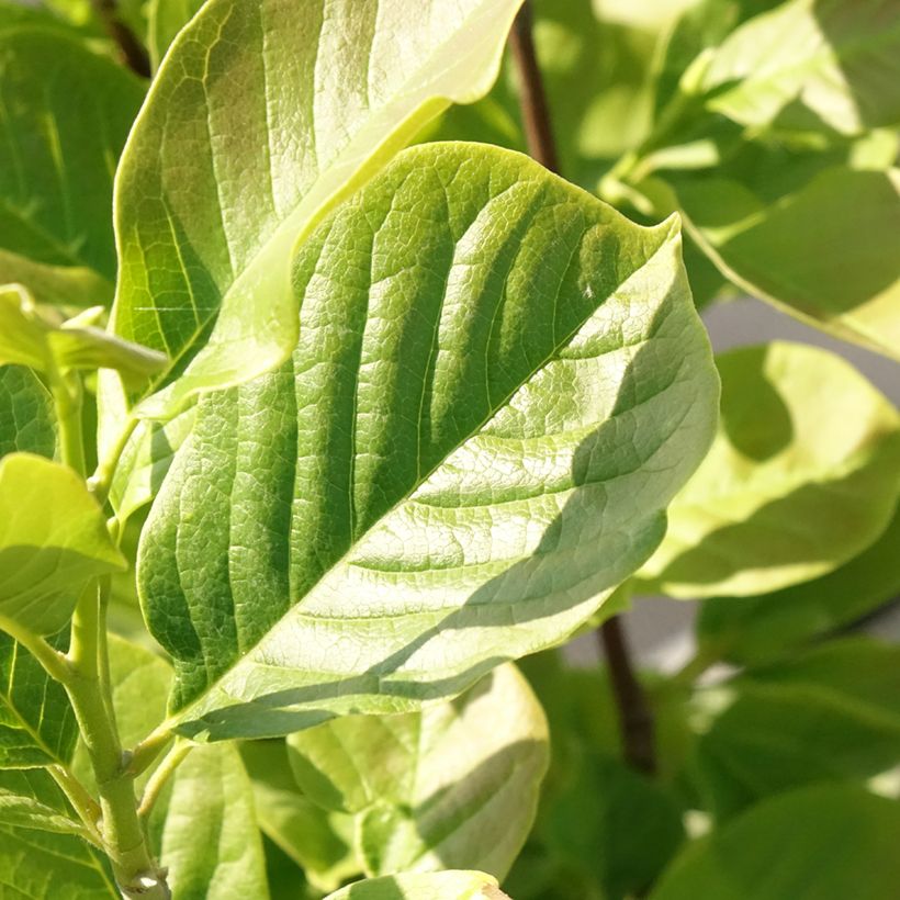 Magnolia soulangeana Satisfaction - Tulpen-Magnolie (Foliage)