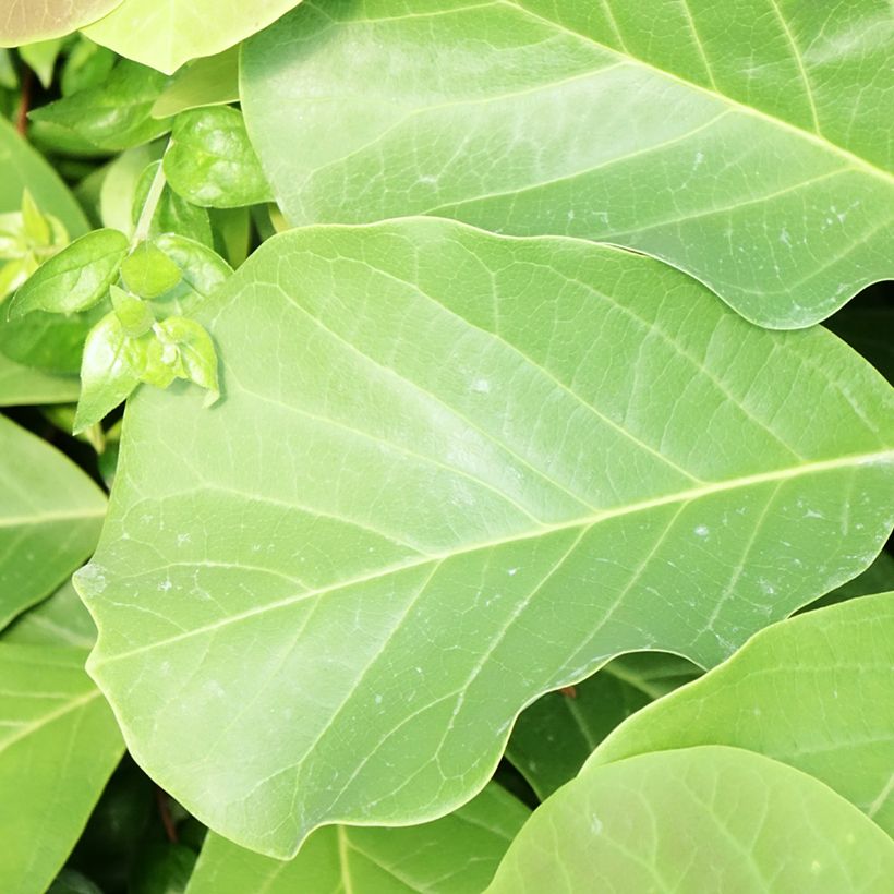 Magnolia sprengeri Pink Beauty - Magnolie (Laub)