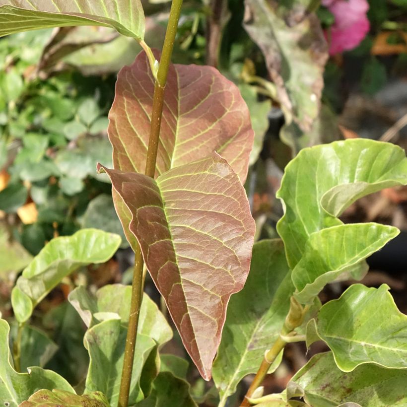 Magnolia Sunspire - Magnolie (Laub)