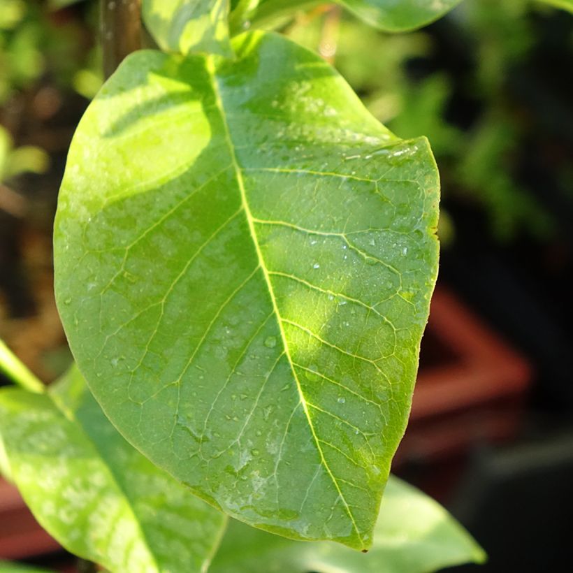 Magnolia acuminata Coral Lake - Gurken-Magnolie (Laub)