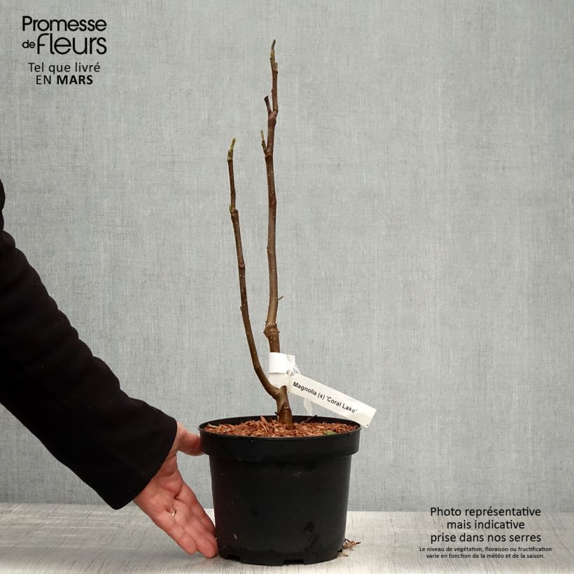 Exemplar von Magnolia acuminata Coral Lake - Gurken-Magnolie Topf mit 3L/4L wie im Frühjahr geliefert