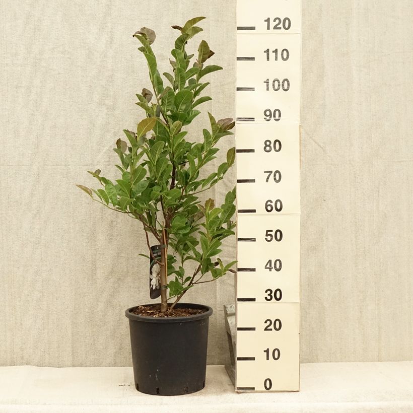 Exemplar von Magnolia loebneri Wildcat - Loebner-Magnolie Topf mit 6L/7L wie im Sommer geliefert
