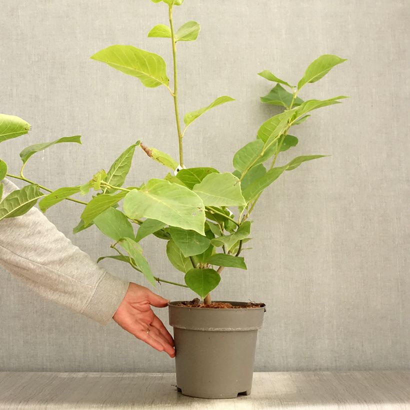 Exemplar von Magnolia x soulangeana Cameo  Pot de 4L/5L wie im Herbst geliefert