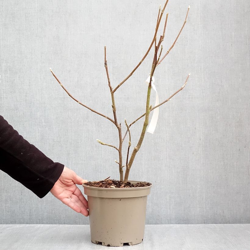 Exemplar von Magnolia soulangeana Picture Superba - Tulpen-Magnolie Topf mit 4L/5L wie im Herbst geliefert