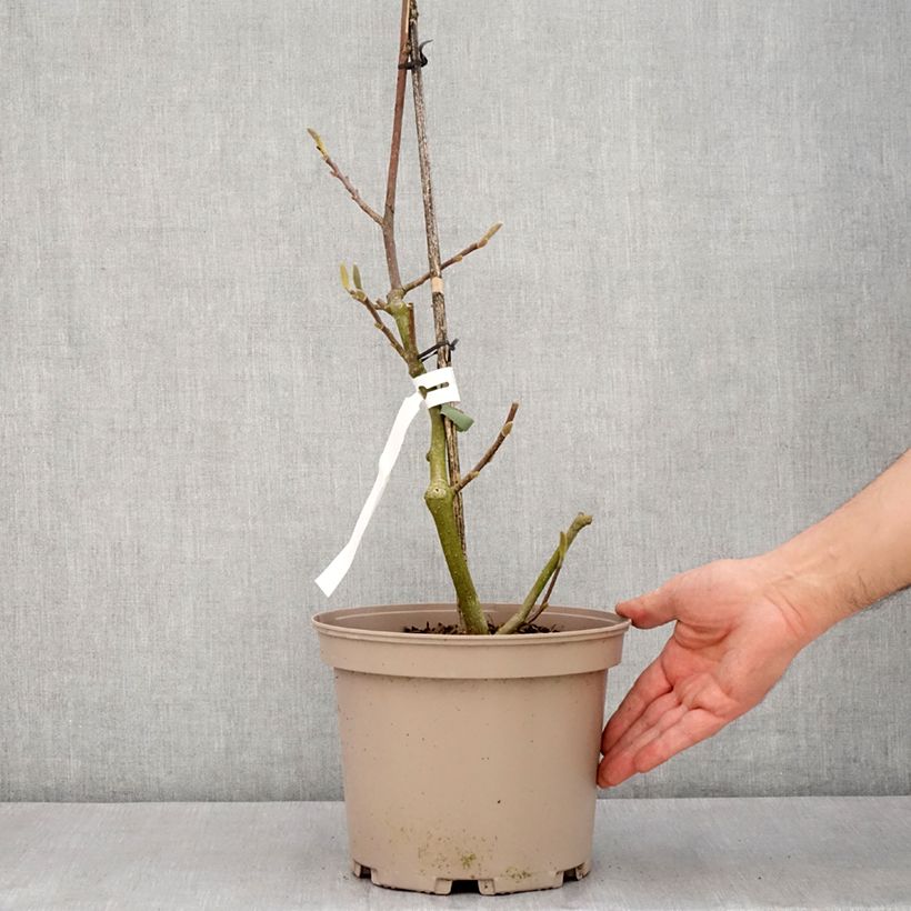 Example of Magnolia soulangeana Picture Superba - Tulpen-Magnolie Topf mit 4L/5L as you get in printemps