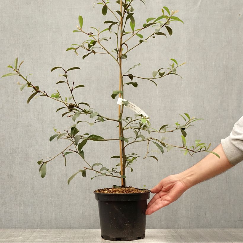 Exemplar von Magnolia yunnanensis - Yunnan-Magnolie Topf mit 3L/4L wie im Sommer geliefert