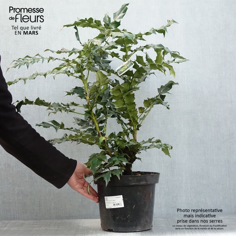 Exemplar von Mahonia bealei - Beales Mahonie Topf mit 7,5L/10L wie im Frühjahr geliefert