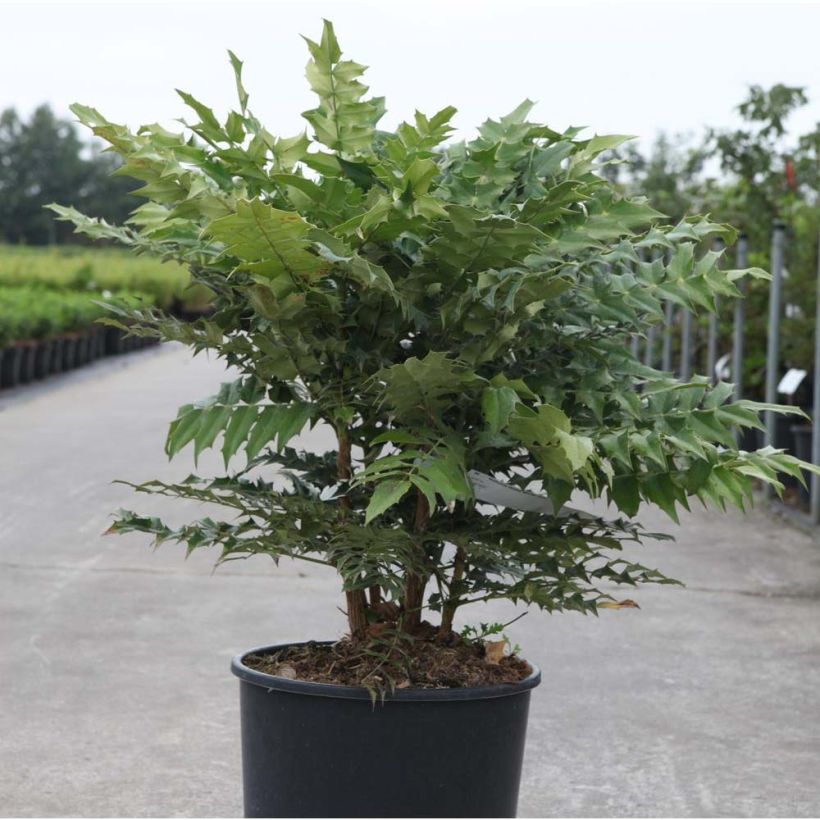 Mahonia media Winter Sun - Winterblühende Mahonie (Wuchs)