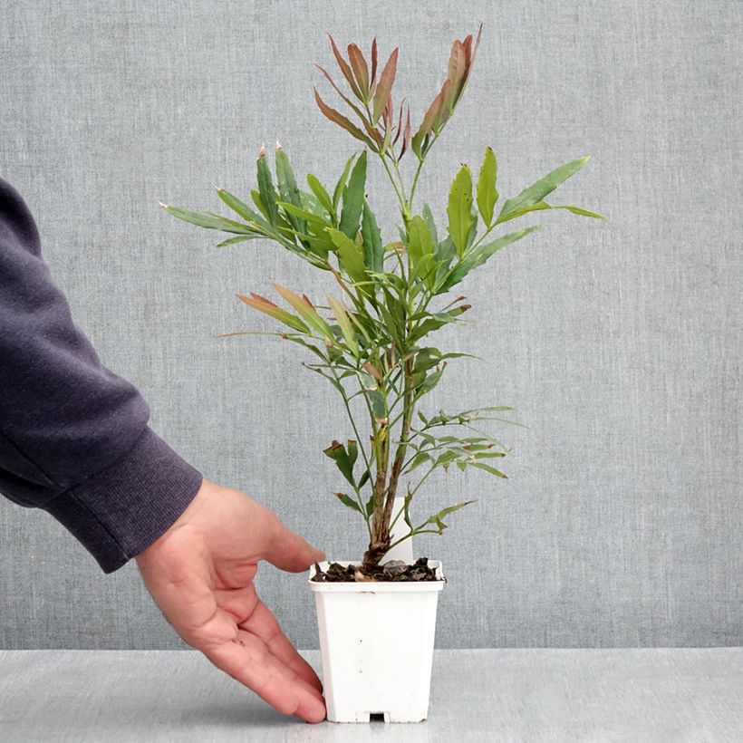 Example of Mahonia sinensis - Mahonie Kleine Töpfe von 8/9 cm as you get in printemps