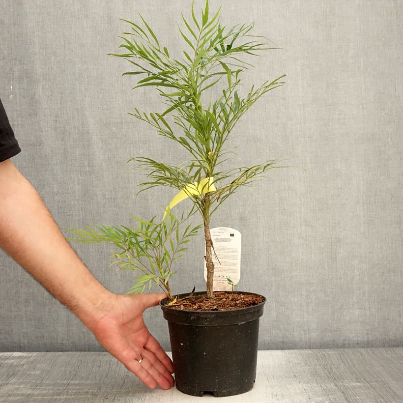 Exemplar von Mahonia eurybracteata Soft Caress - Stachellose Mahonie Topf mit 3L/4L wie im Sommer geliefert