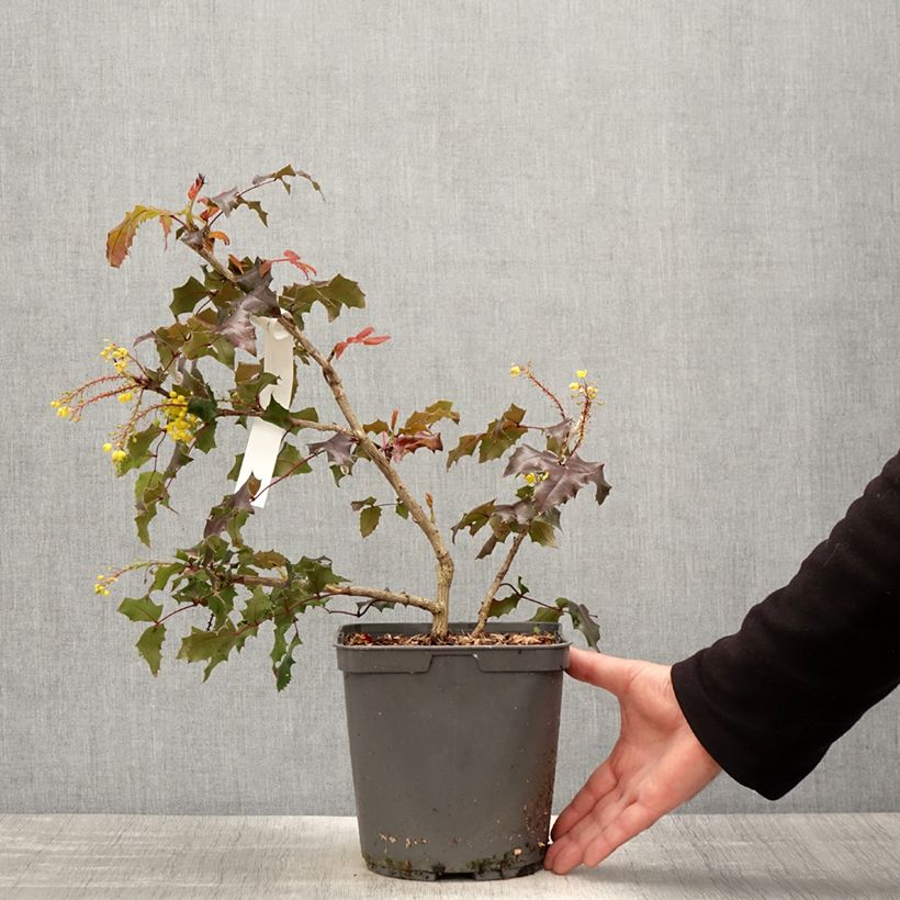 Example of Mahonia wagneri Fireflame - Wagners Mahonie Topf mit 4L/5L as you get in printemps