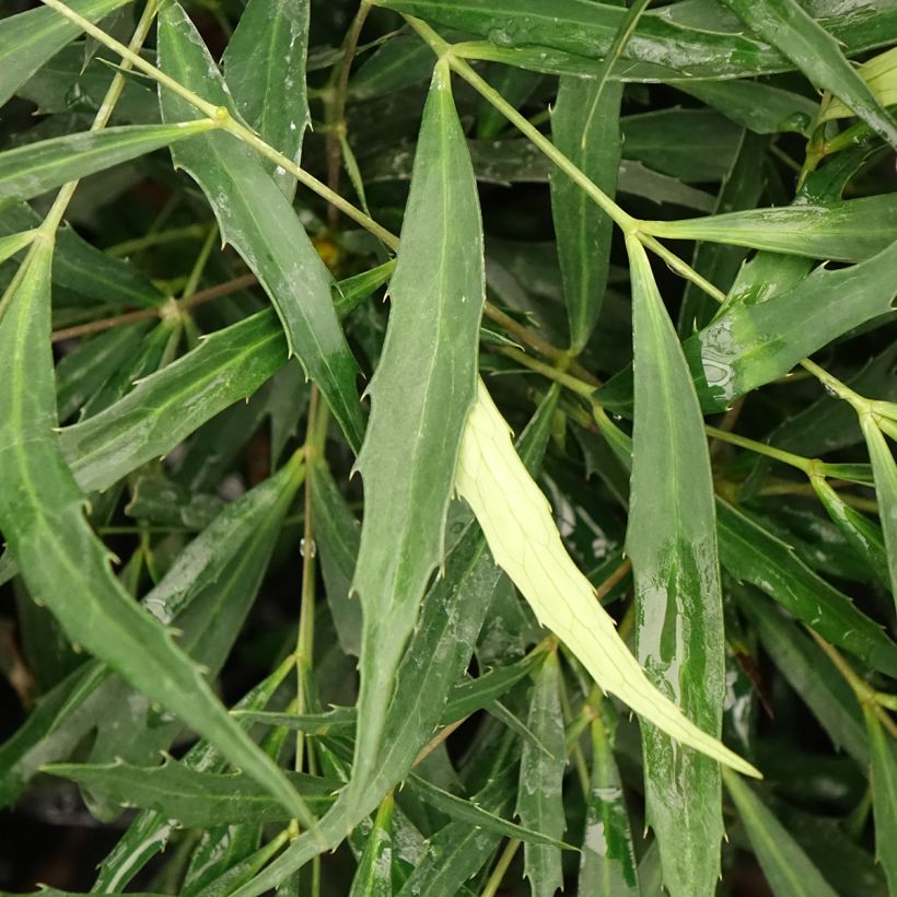 Mahonia eurybracteata Sweet Winter - Stachellose Mahonie (Laub)