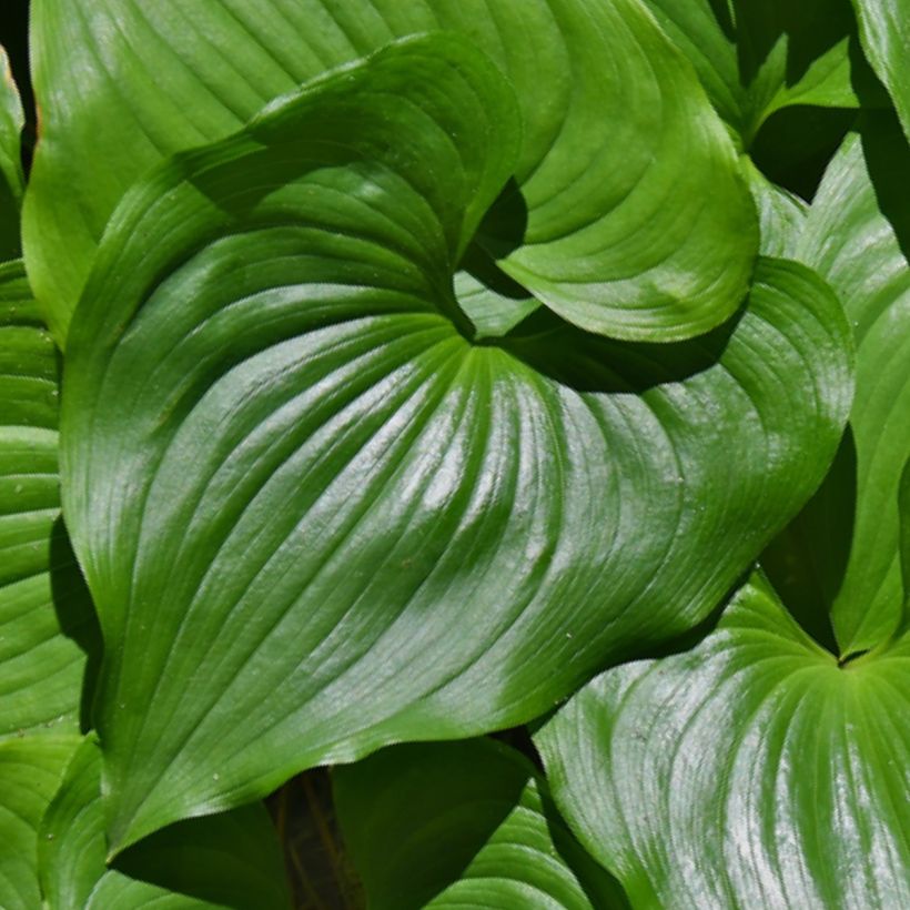 Maianthemum kamtschaticum - Schattenblume (Foliage)
