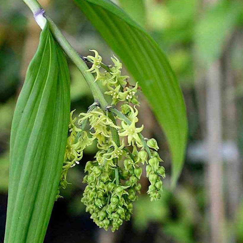 Maianthemum tatsienense - Schattenblume (Blüte)