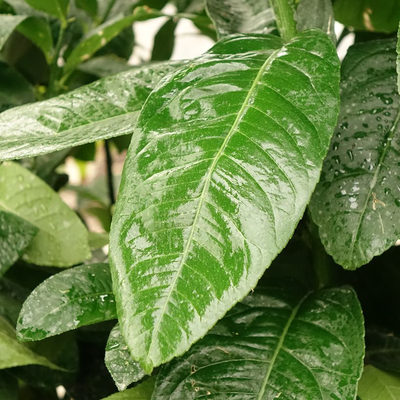 Buddhas Hand - Citrus medica var. sarcodactylis (Laub)