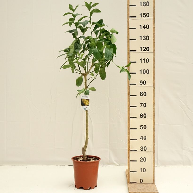 Exemplar von Buddhas Hand - Citrus medica var. sarcodactylis Topf mit 7,5L/10L, Halbstamm wie im Frühjahr geliefert