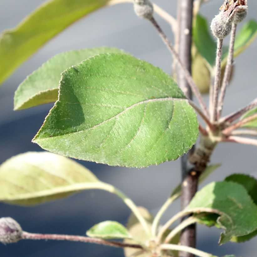 Weißdorn-Apfel Appletini Gulliver - Malus transitoria (Laub)
