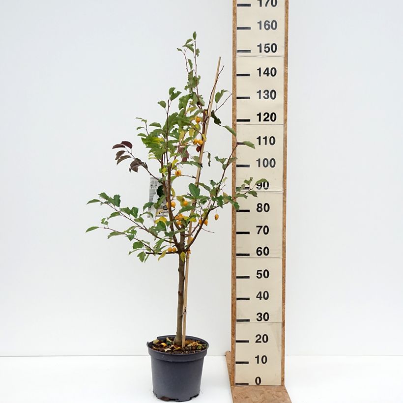 Exemplar von Zierapfel Comtesse De Paris - Malus Topf mit 7,5L/10L, einstämmig wie im Herbst geliefert