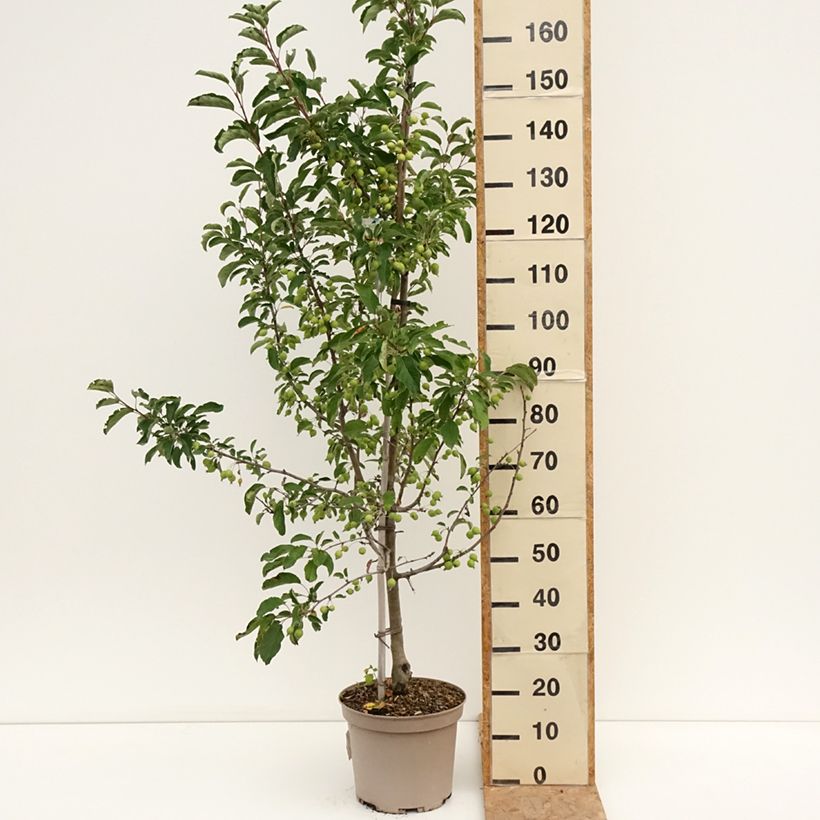Exemplar von Zierapfel Comtesse De Paris - Malus Topf mit 7,5L/10L, einstämmig wie im Sommer geliefert