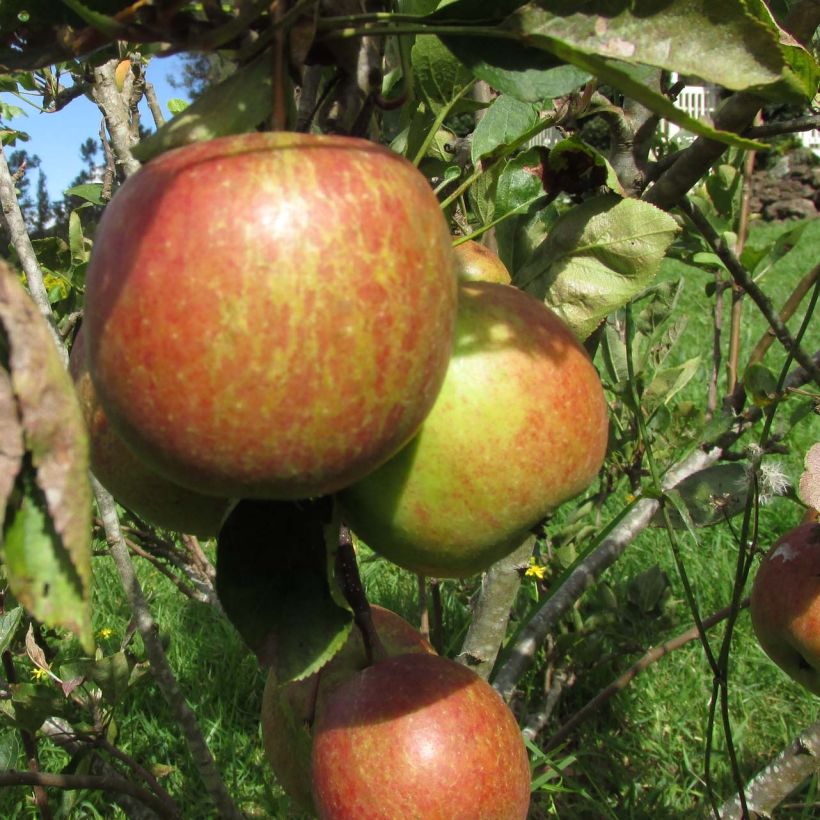 Apfelbaum Braeburn - Malus domestica (Harvest)