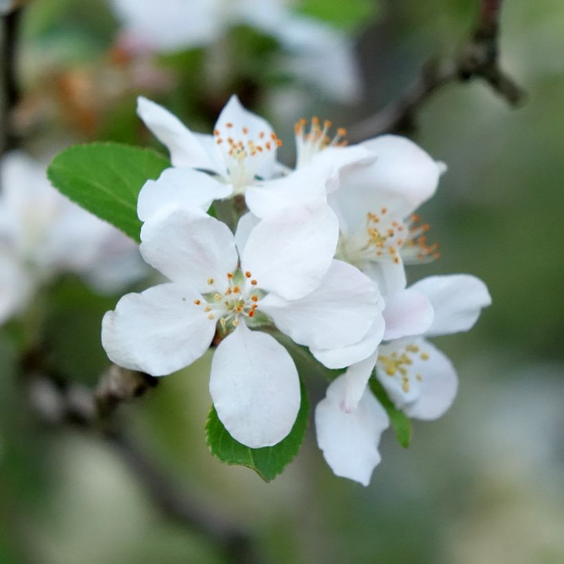 Zierapfel Yellow Siberian - Malus robusta (Blüte)