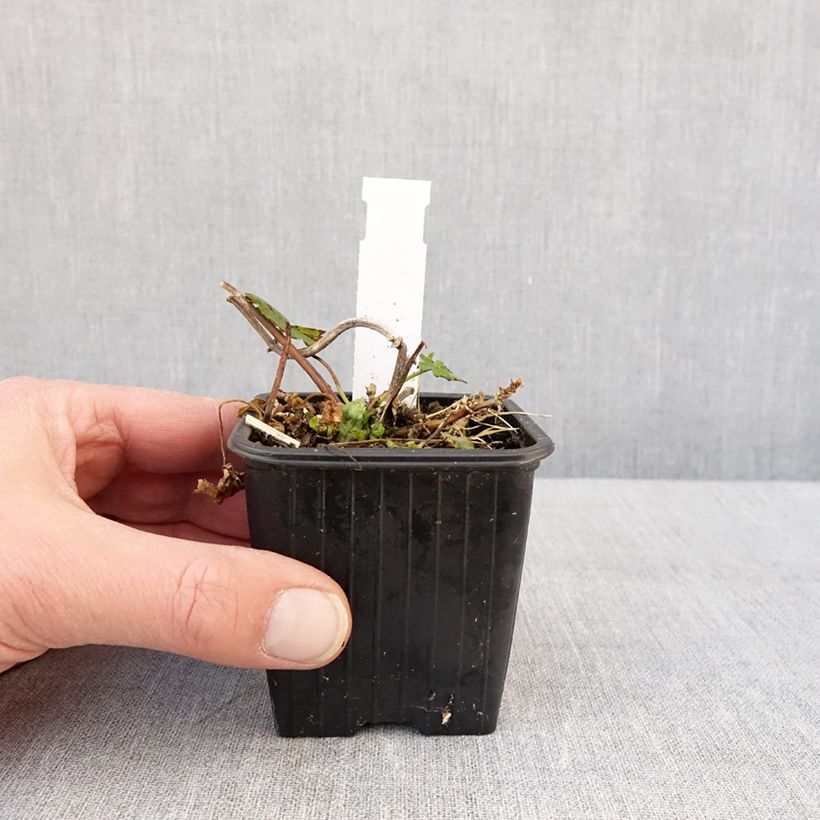 Exemplar von Malvastrum lateritium - Lavatère rampante Godet de 8/9 cm wie im Winter geliefert