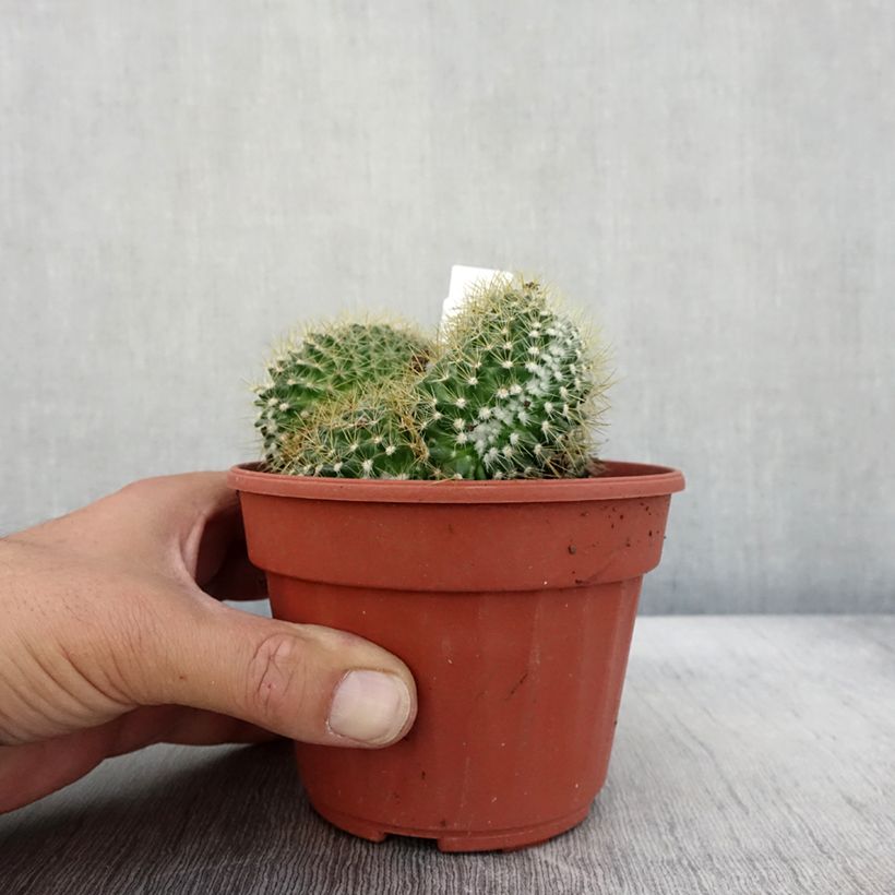 Exemplar von Mammillaria elongata Cristata - Warzenkaktus Topf 12 cm / 13 cm wie im Herbst geliefert