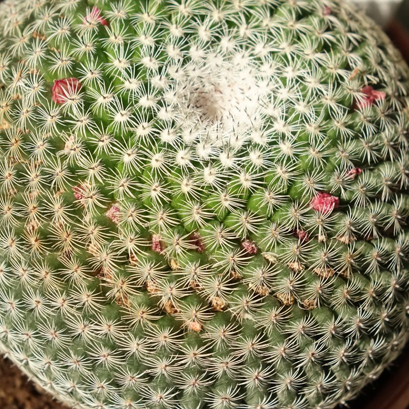 Mammillaria perbella - Warzenkaktus (Foliage)