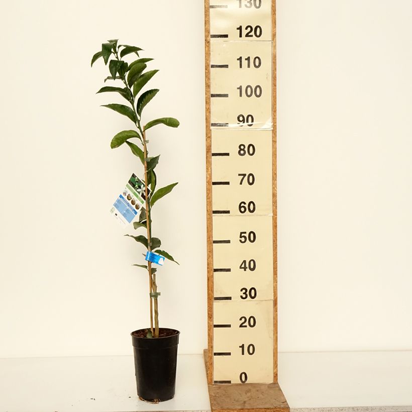 Exemplar von Mittelmeer-Mandarine - Citrus deliciosa Topf mit 3L/4L, Heister wie im Winter geliefert