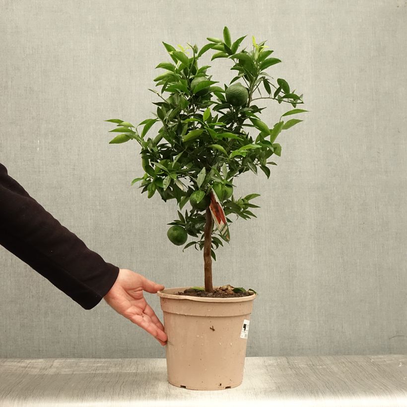 Exemplar von Mittelmeer-Mandarine - Citrus deliciosa Topf mit 4L/5L, 1/4 Stängel wie im Herbst geliefert
