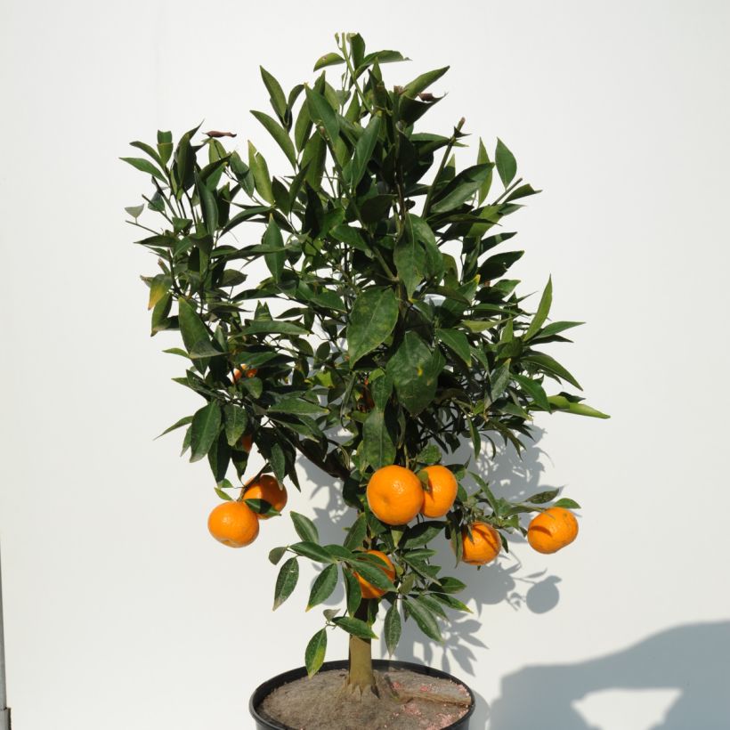Mittelmeer-Mandarine - Citrus deliciosa (Wuchs)