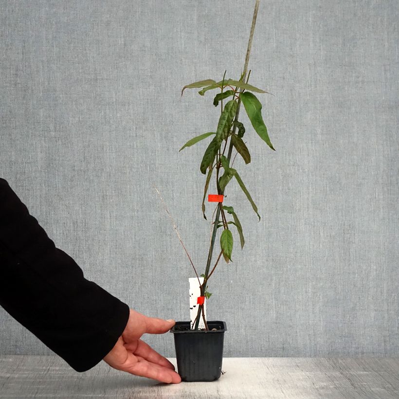 Example of Mandevilla laxa - Chilenischer Jasmin Kleine Töpfe von 8/9 cm as you get in printemps