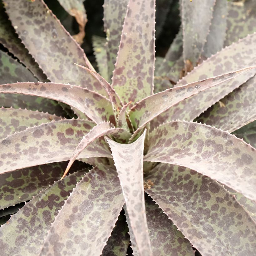 Mangave Mangavé Inkblot (Foliage)