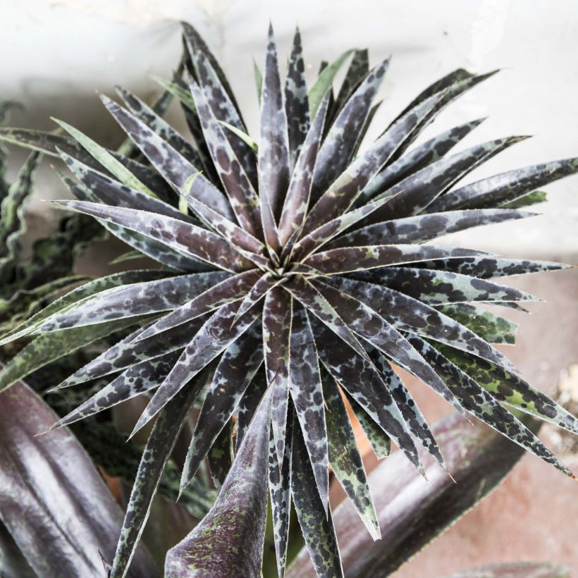 Mangave Mangavé Moonglow (Wuchs)