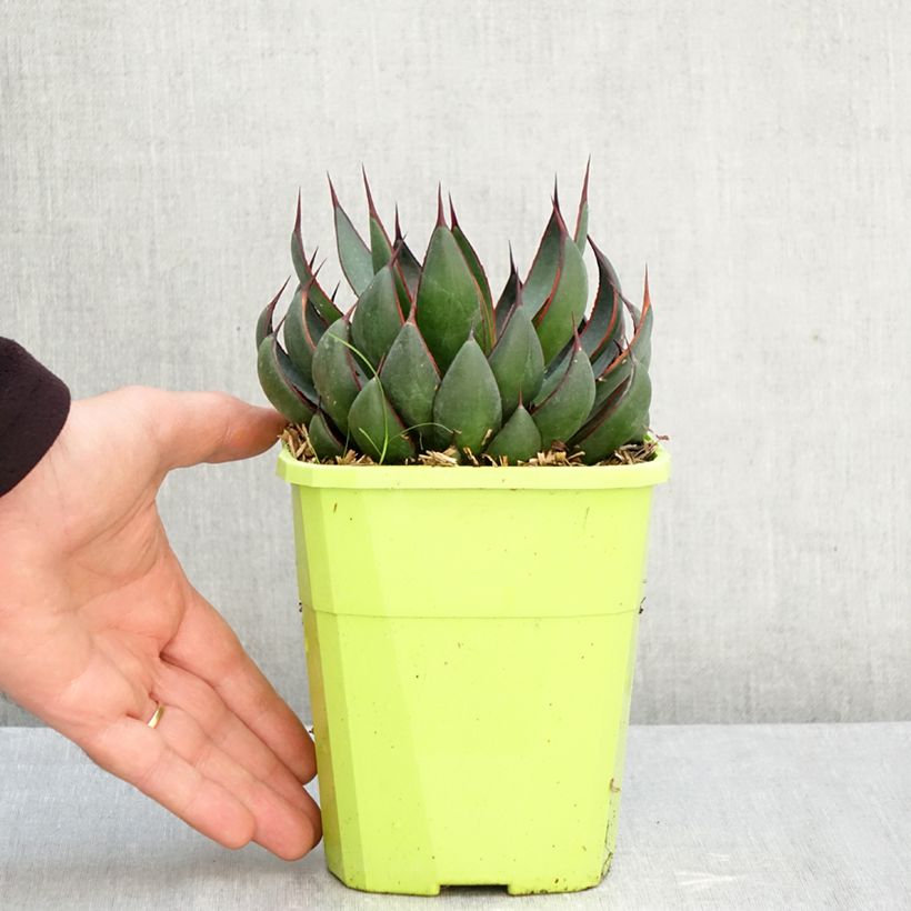 Exemplar von Mangave Praying Hands Pot de 3L/4L wie im Herbst geliefert