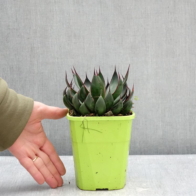 Example of Mangave Praying Hands Topf mit 3L/4L as you get in hiver